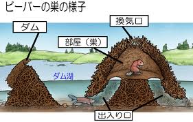 ビーバーを舐めてはいけない もふもふ通信