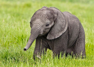 人懐っこい小象: もふもふ通信